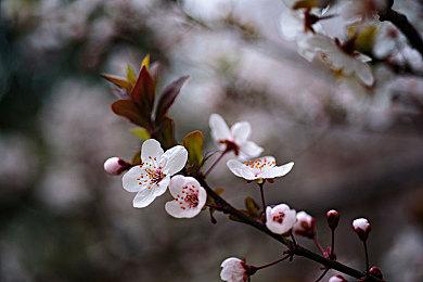 《魔兽世界》官网新版种族介绍引发批评：有种族偏见